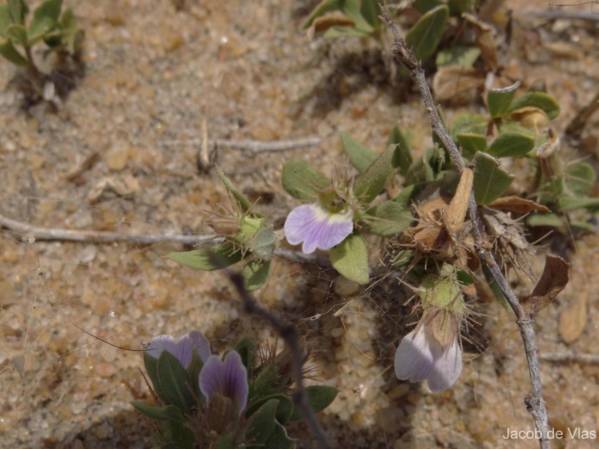 Blepharis integrifolia (L.f.) E.Mey. & Drège ex Schinz